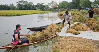 নেত্রকোণায় আগাম বন্যায় ফসলের ব্যাপক ক্ষতি; লোকসানের মুখে হাওরের কৃষকরা